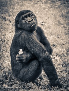 gorilla-monkey-puppy-ape